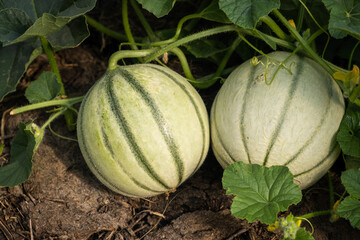 Poster - Closeup shot of a young green melon on a farm garden. Melon in the garden. Growing melon. Close up photo. Melon or cantaloupe is sweet fruit dessert