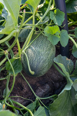 Poster - Closeup shot of a young green melon on a farm garden. Melon in the garden. Growing melon. Close up photo. Melon or cantaloupe is sweet fruit dessert