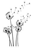 Fototapeta Dmuchawce - Dandelion wind blow background. Black silhouette with flying dandelion buds on white. Abstract flying blow dandelion seeds. Decorative graphics for printing. Floral scene design