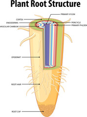 Wall Mural - Isolated Root of Plant: Structure Infographic