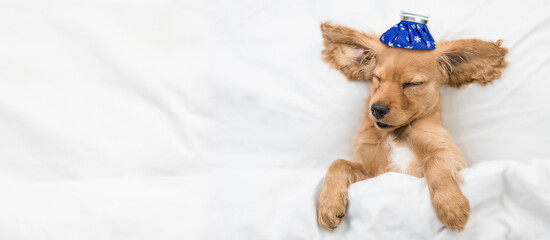 Poster - Sick Eared  English Cocker spaniel puppy sleeps on a bed at home with ice bag or ice pack on it head. Top down view. Empty space for text