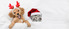 Yawning English Cocker Spaniel Puppy Dressed Like Santa Claus Reindeer  Rudolf Lying With Cozy Kitten Under White Blanket At Home. Top Down View. Empty Space For Text