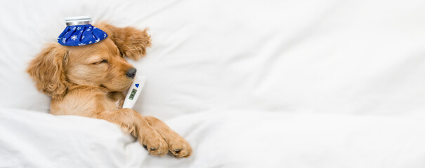 Poster - Sick English Cocker spaniel puppy sleeps on a bed at home with thermometer and with ice bag or ice pack on it head paw. Top down view. Empty space for text