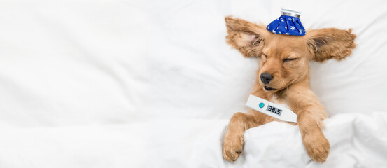 Poster - Sick Eared  English Cocker spaniel puppy sleeps on a bed at home with thermometer and with ice bag or ice pack on it head paw. Top down view. Empty space for text