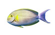 Yellowfin surgeonfish isolated on transparent background. Acanthurus xanthopterus fish cutout icon, side view