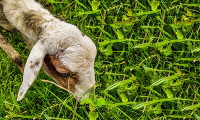 Wall Mural - a goat is eating grass alone and there is space available