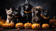 Group Of Dogs And Cats In Halloween Costumes With Pumpkins On Dark Background