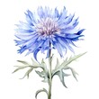 watercolor cornflower flower illustration on a white background.