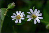 Fototapeta Krajobraz - Kwiat