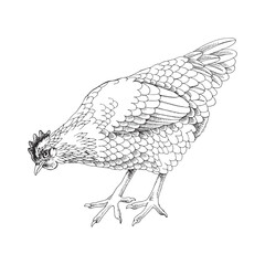 Wall Mural - Hand drawn lenghorn chicken illustration