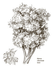 Horse Chestnut Tree Vector Illustration