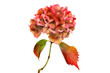 Faded hydrangea flower