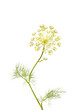 Fennel flowers and foliage