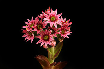 Wall Mural - Sempervivum flower against black