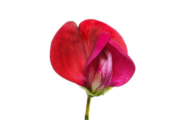 Wall Mural - Single sweet pea flower