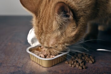 Wall Mural - Close-up of hungry ginger cat eating out of ac an of wet cat food.