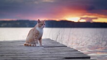 Ginger Cat Portrait, On The Pier. Wild Cat Against The Backdrop Of Water And A Bright Sunset Or Dawn. Fishing And Delicious Food Concept.
