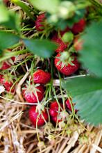 Red Strawberries Growing On Plant