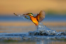 Kingfisher Bird Diving For Fish. Colorful Nature Background. Bird: Common Kingfisher. Alcedo Atthis.