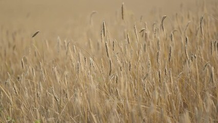 Canvas Print - Slow motion video of ears of rye waving on the wind. Almost ripe grain in agricultural field