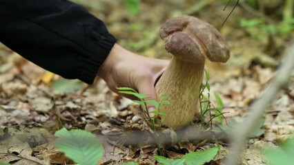 Canvas Print - Close up of taking white boletus mushroom. Girl picking mushrooms in autumn forest