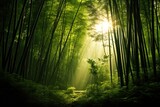 Fototapeta Sypialnia - Landscape of asian bamboo forest with morning sunlight