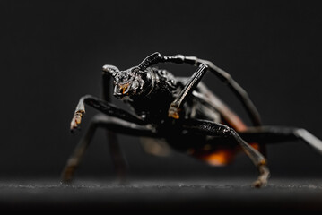 Wall Mural - Great Capricorn Beetle (Cerambyx cerdo) specimen in studio macro bug photoshooting