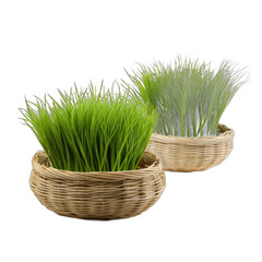 Wall Mural - Wheatgrass Baskets isolated on transparent background