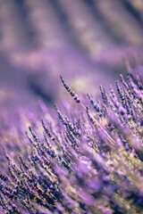 Wall Mural - Closeup of Lavender flowers in a field near Saint Nazaire le Desert in Drome, in the south of France