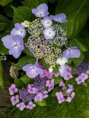 Canvas Print - Hydrangea macrophylla