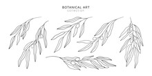 Fine Line Olive Branches. Doodle Botanical Elements, Nature Floral Branch For Cards, Menu Design, Tattoo Sketch. Vector Set