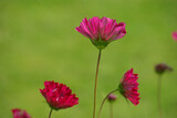 Fototapeta Krajobraz - Cosmos rose au jardin