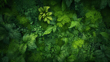 Green Plants And Trees Seen From Above In A Dense Forest.