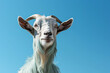 portrait of a domesticated goat, isolated on a blue background