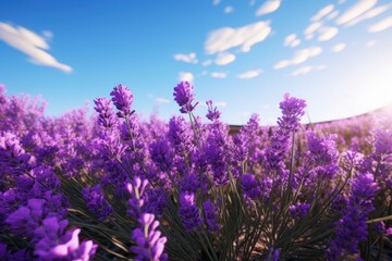 Poster - A beautiful field of purple flowers under a clear blue sky. Perfect for adding a touch of color and serenity to any project.