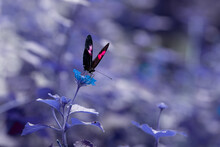 Black Butterfly With Pink And White Patches Sitting On Blue Flower
