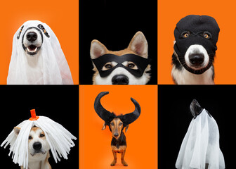 Wall Mural - portrait pet dog halloween collection. Six dogs wearing mask, balaclava, blanket, horns celebrating holidays.