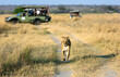 Lionesses walk along the road against the backdrop of a car with tourists. Africa. Tanzania. Serengeti National Park.