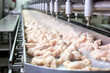 meat processing plant, processing of chicken meat, pieces of chi