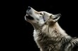 gray wild wolf profile portrait heading up howling at night isolated on black background with copyspace area | Generative AI