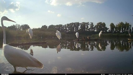 Sticker - Scenic view of a group of white Great egrets by the pond on a sunny day