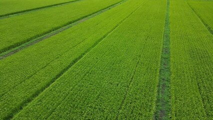 Wall Mural - drone footage over vast green lawn fields vibrating on a windy day