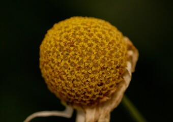 Wall Mural - a dried flower growing in the sun, in a garden