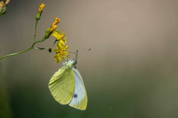 Wall Mural - a butterfly resting on a flower in a field or garden