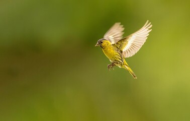 Canvas Print - Small yellow  Eurasian siskin (Spinus spinus) perched atop a thin branch in a lush green landscape