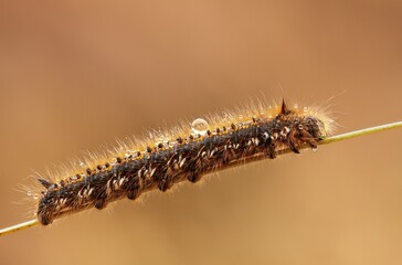 Wall Mural - Macro of a Drinker Moth Caterpillar perched on a twig in a natural outdoor setting