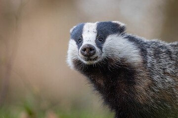 Sticker - Small European Badger (Meles meles) stands atop a grassy meadow