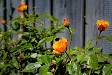 Wall Mural - closeup of orange poppy flowers growing on green shrub