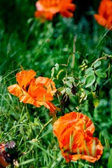 Wall Mural - vertical closeup of orange poppy flowers growing on green shrub
