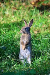 Wall Mural - Young European rabbit perched on a patch of lush green grass in a meadow